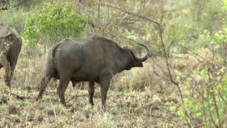 African-Buffaloes-On-The-Wild-Forest-In-Tsavo-East-National-Park,-Kenya