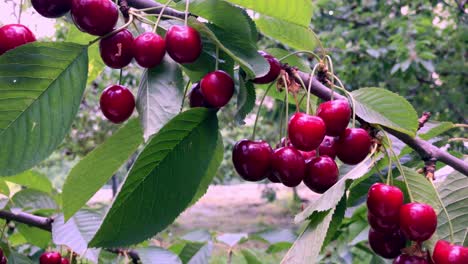 Ripe,-juicy-cherries-growing-on-the-tree---isolated-branch