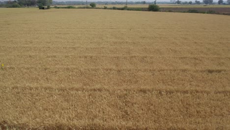 Drone-Aéreo-Tiro-Hacia-Atrás-Del-Campo-De-Trigo-Dorado-Maduro-Natural-A-Lo-Largo-Del-Campo-Rural-En-Un-Día-Nublado