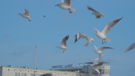 Flock-Of-Seagulls-Flying-Against-Sunny-Blue-Sky-In-Gdynia,-Poland