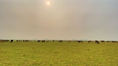 Sun-shines-through-a-grey-sky-over-cows-grazing-freely-in-Bangladesh,-wide-shot