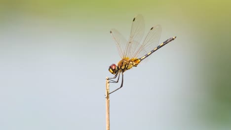 Dragonfly-sits-still-on-top-of-dry-grass-straw,-detailed-close-up