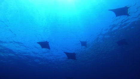 A-school-of-mobula-rays-swimming-together-close-to-the-surface