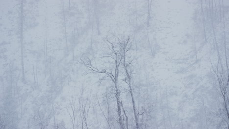 Lone-tree-standing-in-middle-of-windy-winter-blizzard-with-hillside-behind