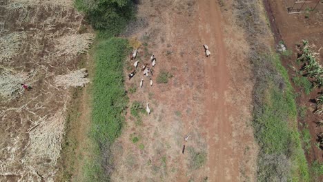 Aerial-drone-view-of-the-masai-goats-feeding-in-the-africa-savanna-of-kenya