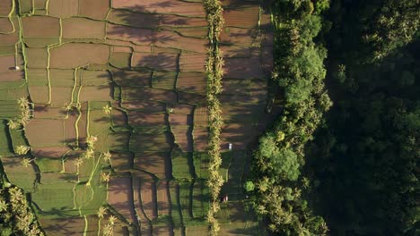 Vertical-View-Of-Fields-And-Dense-Forest-In-Tropical-Rural-Village-Of-Bali,-Indonesia