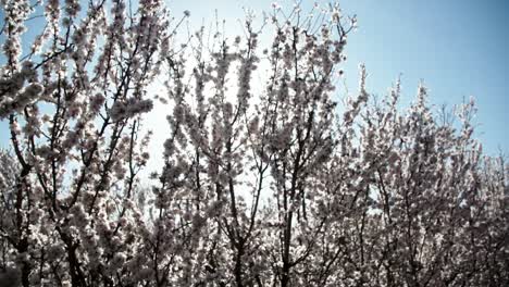 Rayos-De-Sol-A-Través-De-Los-Almendros-En-Flor