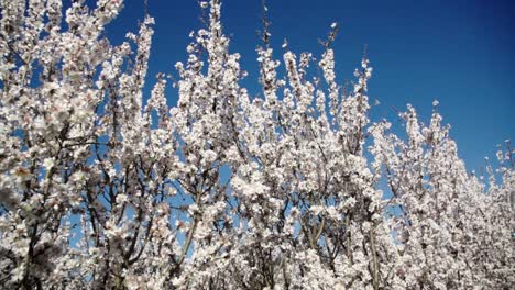 Movimiento-Constante-De-La-Cámara-Entre-Los-Almendros