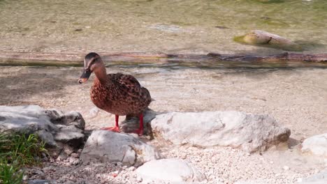 Duck-is-looking-for-food-on-the-shore-of-lake-plansee-in-austria
