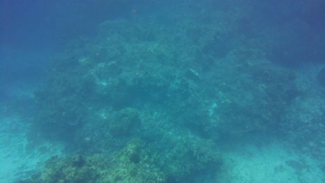 Una-Belleza-Deslumbrante-De-Un-Próspero-Ecosistema-De-Arrecifes-De-Coral,-Repleto-De-Una-Variedad-De-Vida-Marina-Vibrante