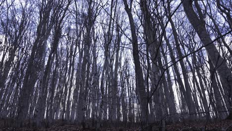 Aufwärtsbewegung-Der-Kamera,-Die-Gefallene-Herbstblätter,-Wälder,-Bäume-Und-Baumwipfel-Mit-Ästen-Filmt,-Mit-Klarem-Blauen-Himmel-An-Der-Spitze,-Während-Die-Kamera-Langsamer-Wird