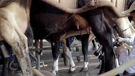 Ordeño-Automático,-Aspiradoras-De-Ubres-Para-Un-Ordeño-Eficiente-De-Las-Vacas