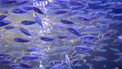 Schule-Kleiner-Fische-In-Einem-Aquarium,-Farbenfrohe-Unterwasserszene-Mit-Luftblasen,-Die-Zur-Wasseroberfläche-Strömen