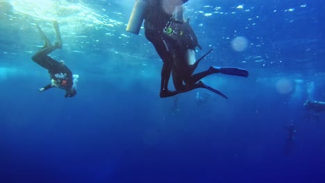 Divers-just-beneath-the-sea-surface