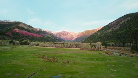 Luftdrohnenaufnahme-Einer-Wunderschönen,-Farbenfrohen-Bergtallandschaft-Mit-üppigen-Grünen-Alpenbäumen,-Grasenden-Tieren-Und-Felsigen-Gebirgsketten-Im-Hintergrund