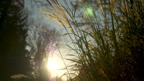 plant-backlit-by-the-sun,-blowing-in-the-wind-in-slow-motion