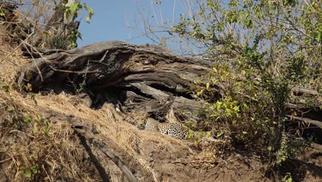 Toma-Amplia-Extrema-De-Un-Hermoso-Leopardo-Camuflado-Escondido-En-La-Hierba-Seca,-Mashatu-Botswana