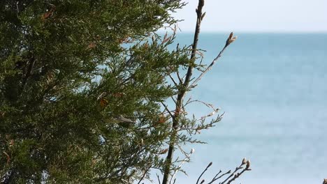 Ein-Blackburnian-Warbler,-Der-In-Einem-Grünen-Baum-Am-Meer-Herumtanzt
