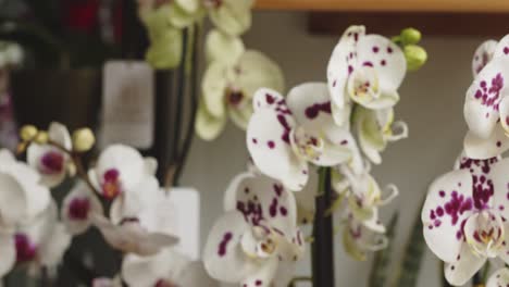 Many-Orchid-violet-and-white-flowers
