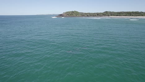Bottlenose-Dolphins-Swim-Near-Fingal-Headland-In-NSW,-Australia---aerial-drone-shot