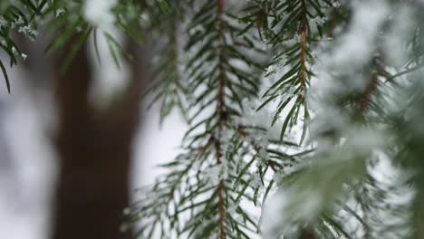 Needles-from-a-pine-tree-with-snow-and-ice