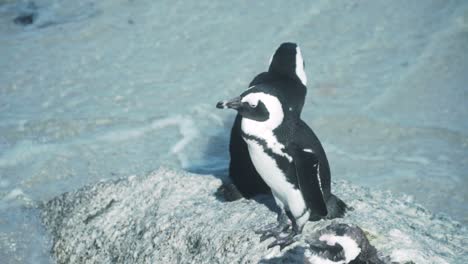 Nahaufnahme-Von-Gefährdeten-Afrikanischen-Pinguinen,-Die-Auf-Dem-Felsen-Am-Boulders-Beach-In-Südafrika-Stehen