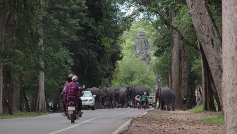 Elefanten-überqueren-Die-Straße-Durch-Den-Dschungel-In-Der-Nähe-Der-Tempel-Von-Angkor-Wat