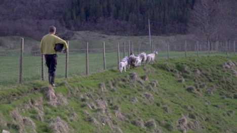 Bauer,-Schafe-Und-Lämmer,-Die-Auf-Einem-Feld-An-Einem-Zaun-Entlanggehen_slomo