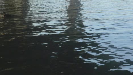 Ente-Schwimmt-Im-Fluss-4k