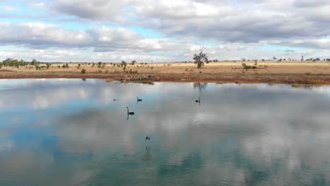 Three-black-swans-are-smimming-in-a-small-lake-in-the-outback-of-Australia