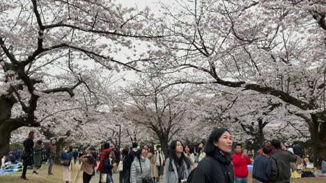 La-Gente-Disfruta-Caminando-Y-Fotografiando-En-Un-Sendero-Con-Flores-De-Cerezo-En-El-Parque-Yoyogi