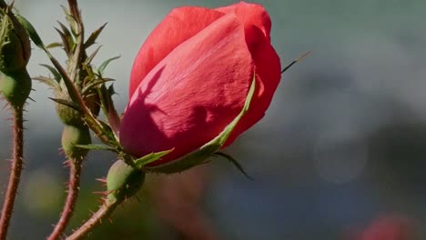 Flower-rose-swaying-in-the-wind-with-a-blurred-background-of-water-flowing-down-river-on-a-bright-sunny-day-camera-zooming-out