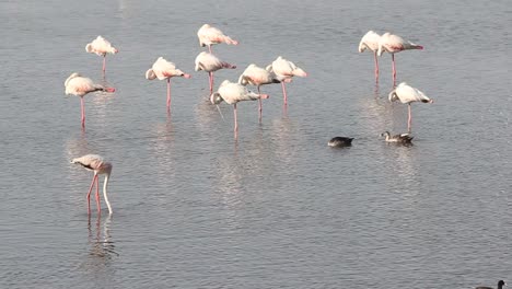 one-Lesser-Flamingo-isolated-searching-for-food-in-group-in-lake-water-stock-video-FUll-HD