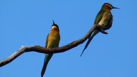 Pájaros-Cazadores-De-Abejas