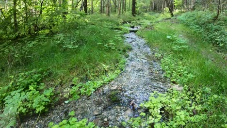 Un-Pequeño-Río-Forestal-En-Verano-Seco