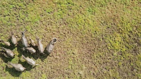 Drone-view-of-wild-buffalo-running-in-a-field-in-Asia