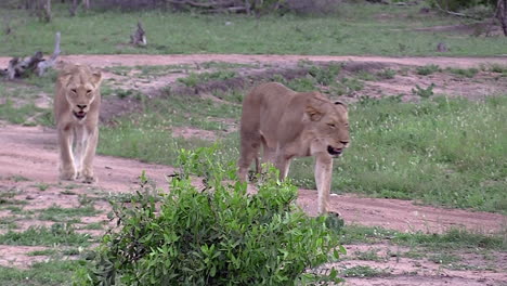 Lionesses-walking-on-pathway-towards-water-in-the-wilderness-of-the-Kruger
