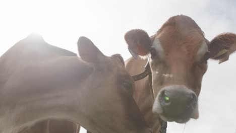 Close-up-of-cows-in-a-field-on-a-wet-day