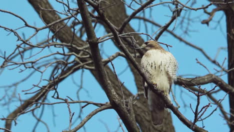 Red-tailed-hawk-stands-perched-on-branch-before-jumping-off-in-slow-motion