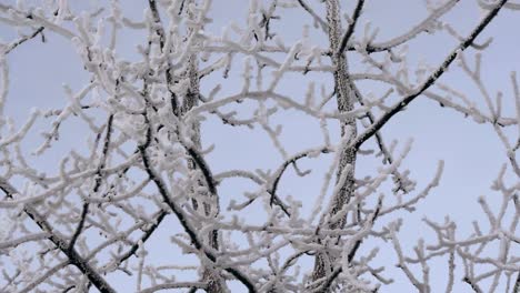 Snow-encrusted-tree-in-Anchorage,-Alaska