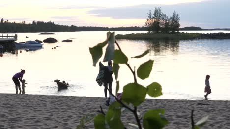 Family,-kids-and-dog,-on-beach-swimming-at-midnight,-summer-in-Scandinavia,-camera-sliding-left,-10-bit-ready-for-color-grading