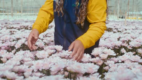 Florist-in-yellow-uniform-swiping-her-hand-over-pink-flowers-in-a-greenhouse