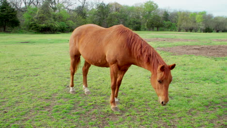 Dies-Ist-Eine-Aufnahme-Eines-Wunderschönen-Pferdes,-Das-Gras-Frisst-Und-Dann-Für-Ein-Herrliches-Porträt-Für-Die-Kamera-Posiert