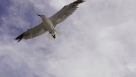 SEAGULLS-AND-CLOUDS-SHOT-ON-120-FPS