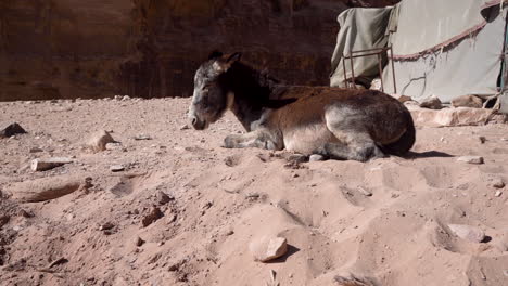Ein-Müder-Esel-Liegt-Auf-Einem-Heißen-Sand-In-Der-Nähe-Des-Grauen-Zeltes-In-Der-Stadt-Petra