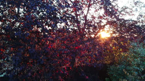 Morgensonne-In-Den-Bäumen