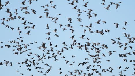 Thousands-of-geese-flying-above-field-and-eating-cereal