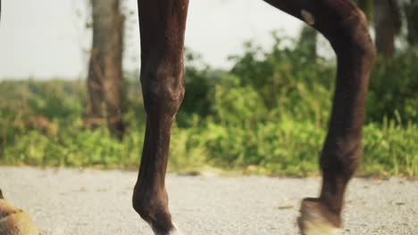 Close-Up-Low-Angle-Leg-Shot-Of-Horse-Rider-Riding-A-Dark-Brown-Horse-On-A-Sunny-Day-With-Sunlight-Flare