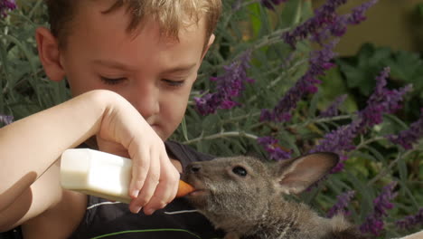 Boy-is-sitting,-nursing-a-joey-kangaroo