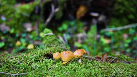 Slow-panning-shot-of-small-mushrooms-on-a-mossy-log-in-an-autumn-forest